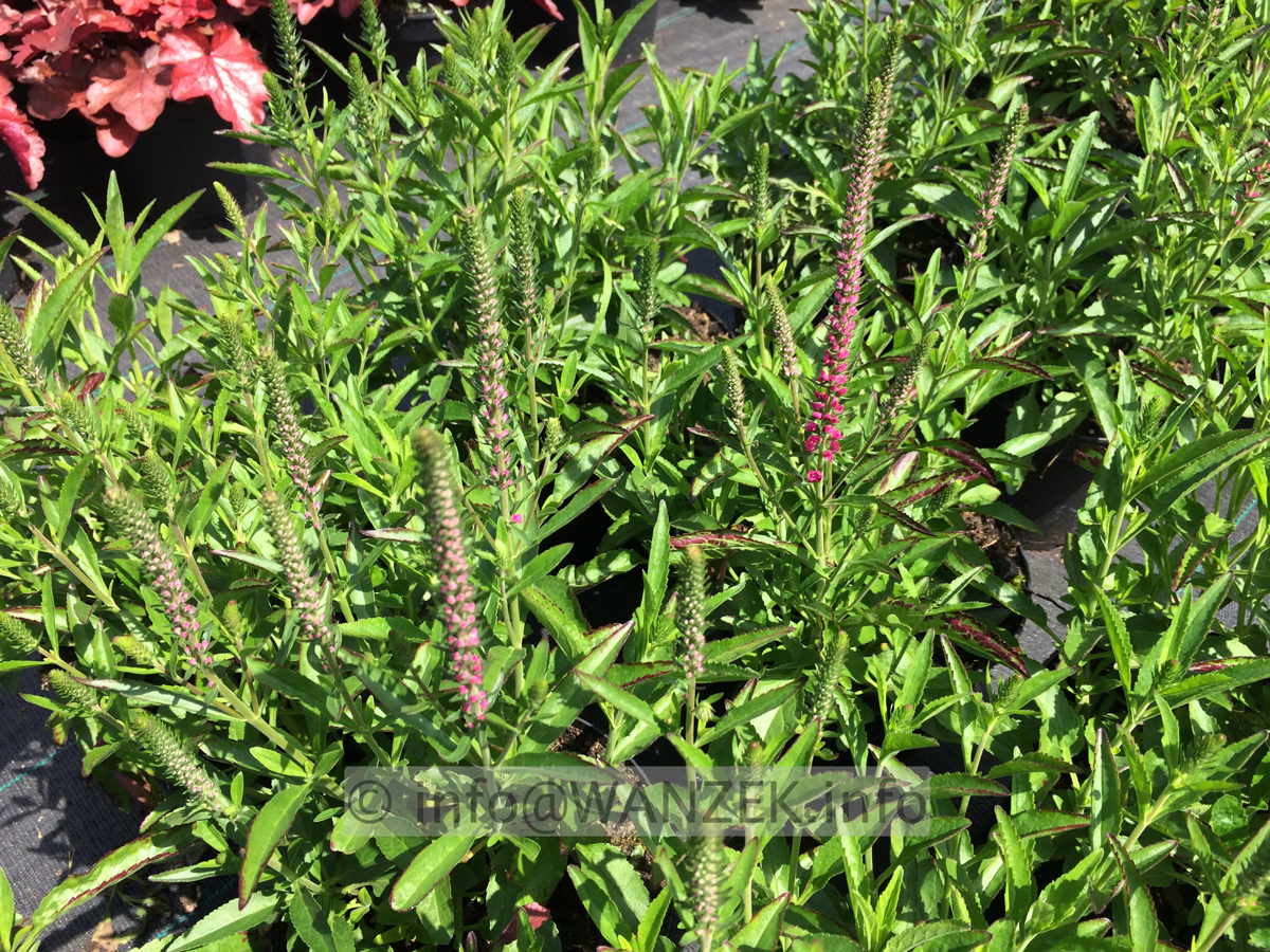 Veronica spicata Rotfuchs.JPG
